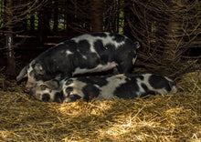 Indlæs billede til gallerivisning Skinkesteg / flæskesteg, Økologisk sortbroget