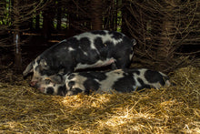 Indlæs billede til gallerivisning Stegeflæsk i skiver, Økologisk sortbroget