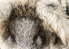 Indlæs billede til gallerivisning Flæskesteg af kam, Økologisk Mangalitza