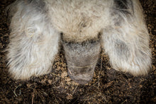 Indlæs billede til gallerivisning Nakkesteg / flæskesteg, Økologisk Mangalitza