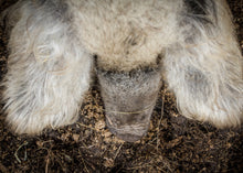 Indlæs billede til gallerivisning Hakket kød, Økologisk mangalitza