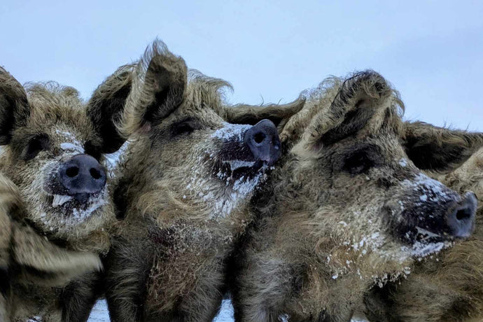 Grisenyre, Økologisk