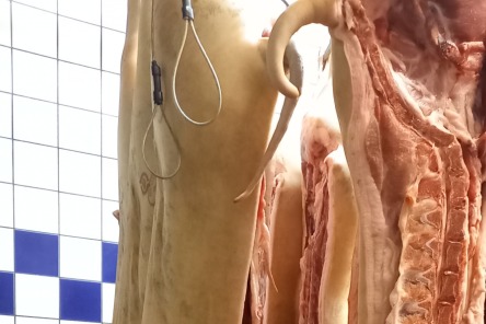 Griselunger, Økologisk