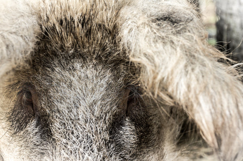 Spæk, Økologisk Mangalitza
