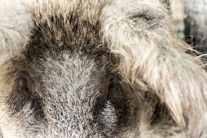 Spæk, Økologisk Mangalitza