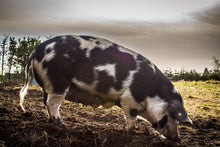Indlæs billede til gallerivisning Griseblod, Økologisk